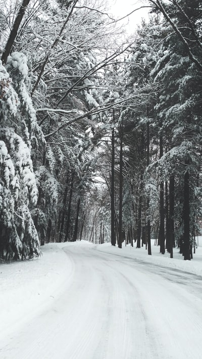 冬天被树木环绕的道路